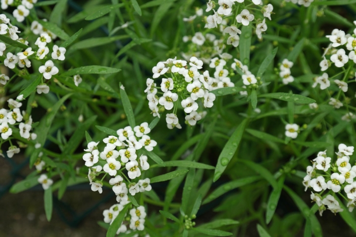 Алиссум цветок