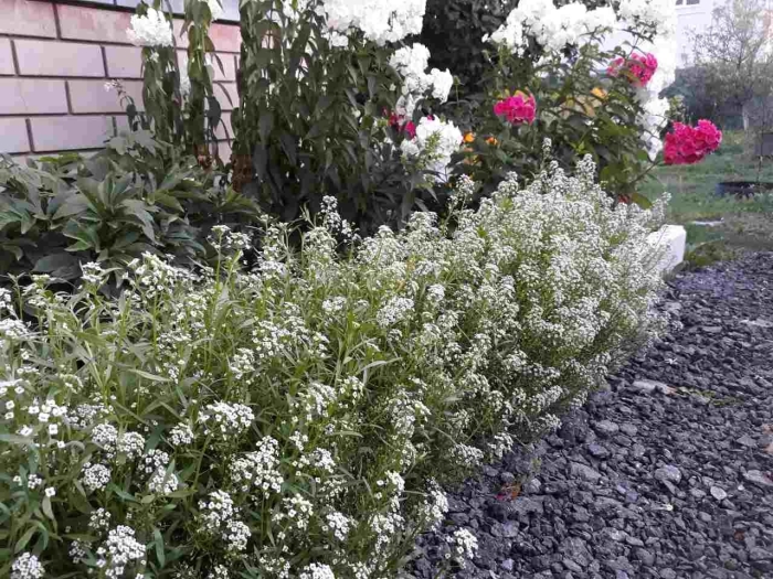 Алиссум приморский горный снег