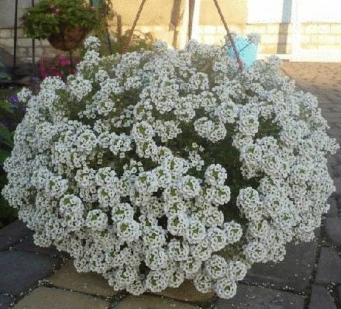 Алиссум гига вайт