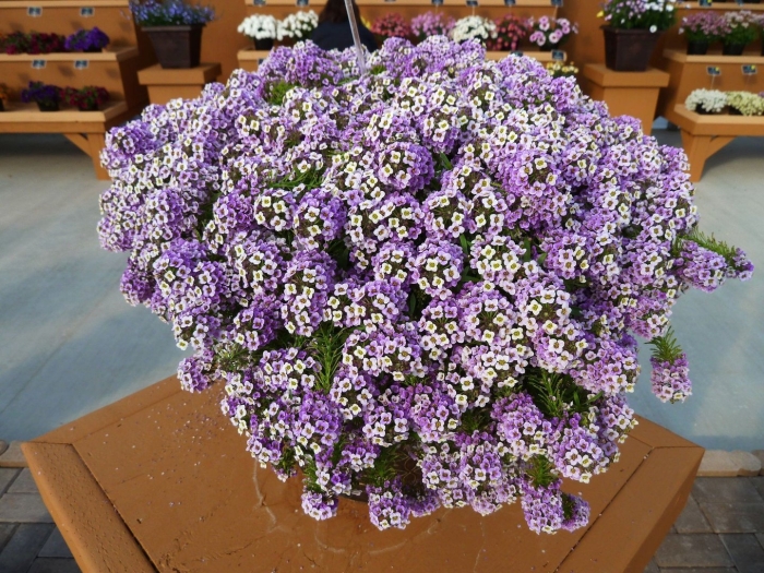 Алиссум лавандер