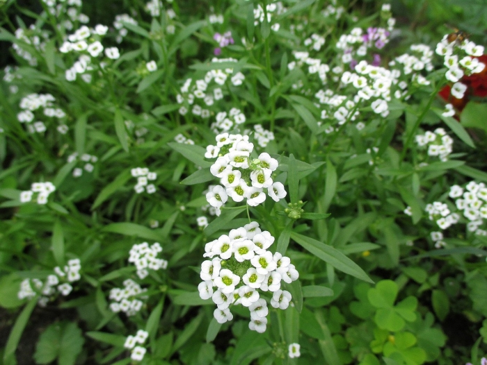 Алиссум снежный ковер