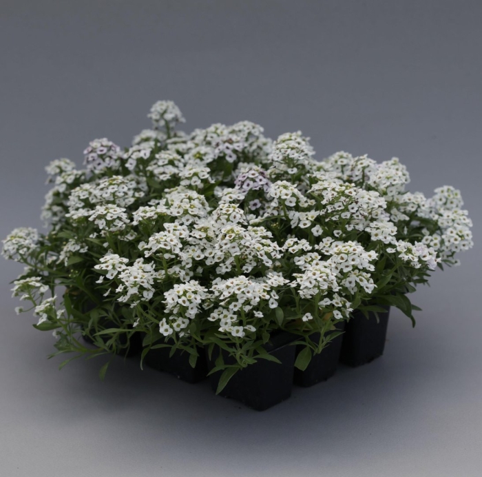 Лобулярия приморская алиссум