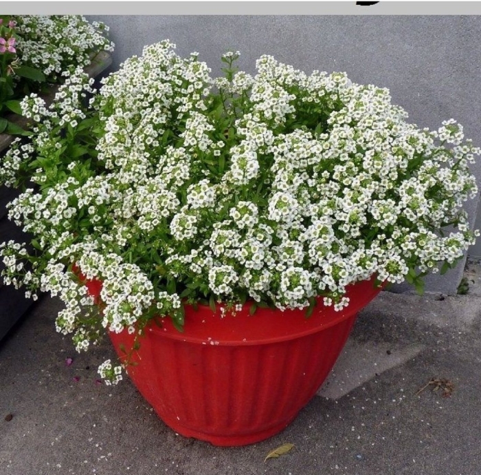 Алиссум снежный ковер