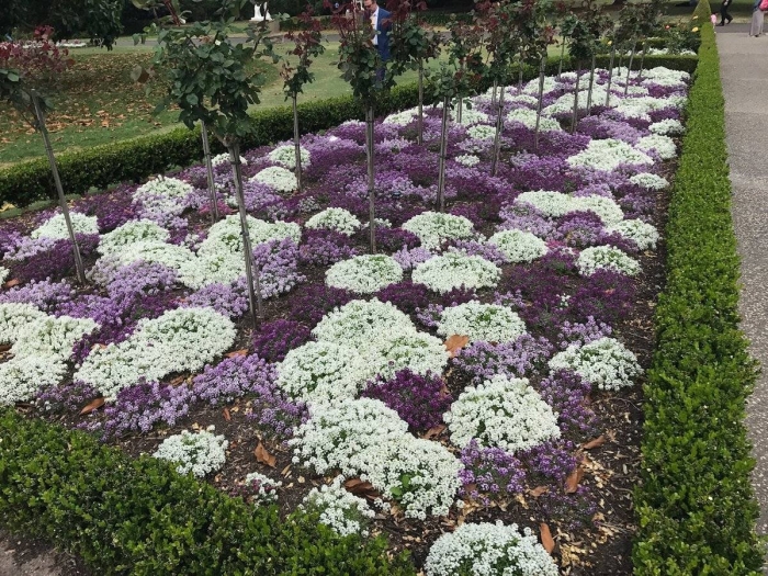 Лобулярия королевский ковер