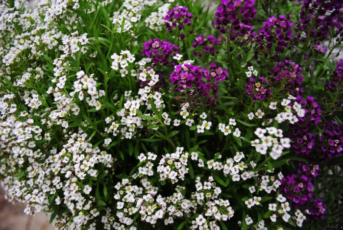 Алиссум приморский