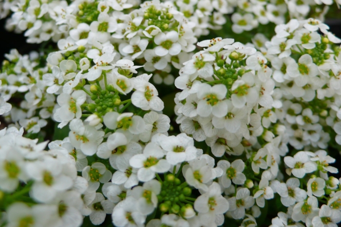 Алиссум морской