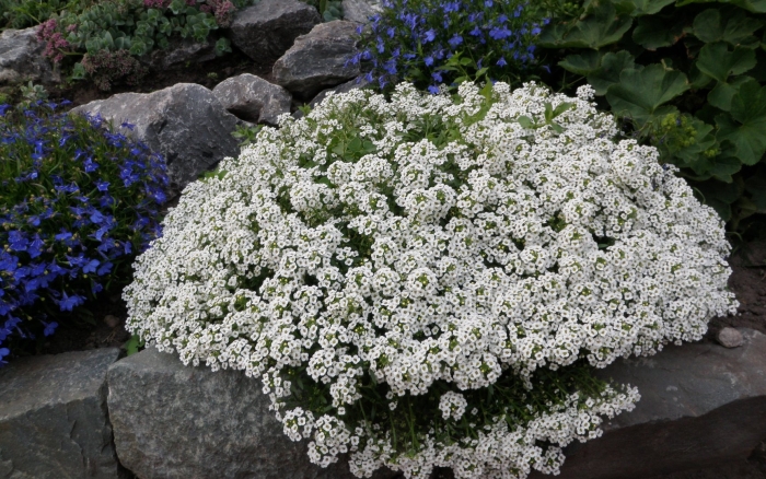 Лобулярия морская в сибири