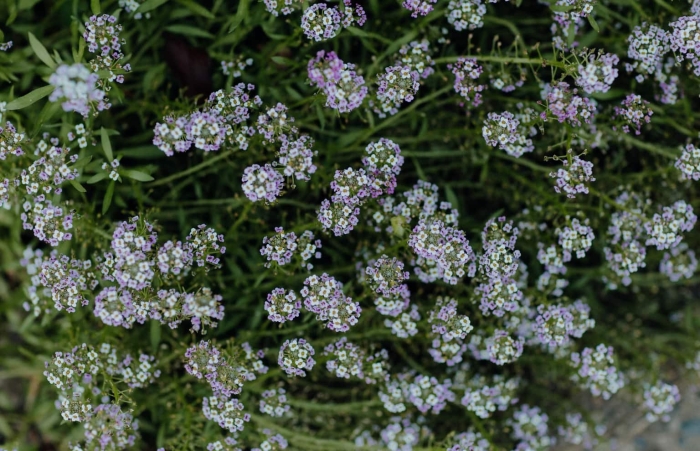 Алиссум приморский аллюр