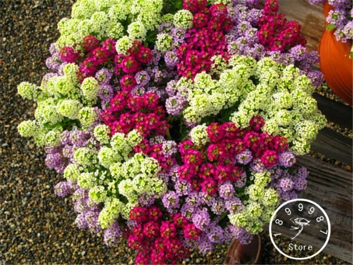 Лобелия и алиссум