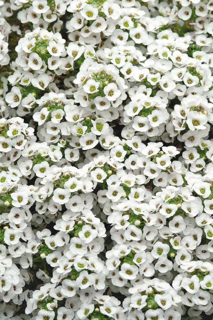 Алиссум вондерленд вайт