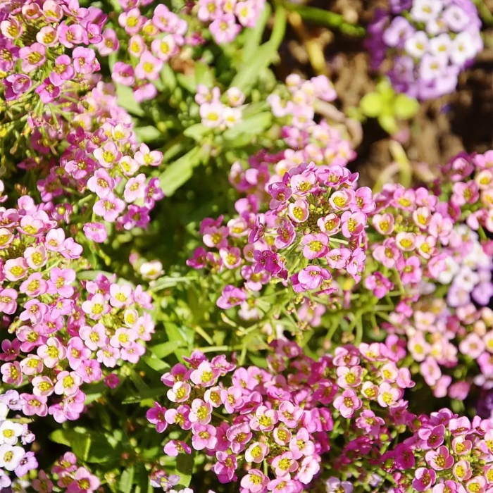 Алиссум (лобулярия) розовый