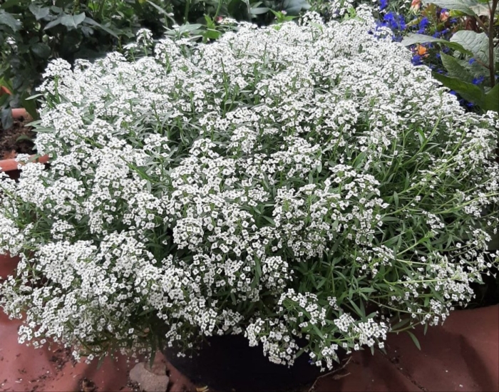 Алиссум вегетативный сноу