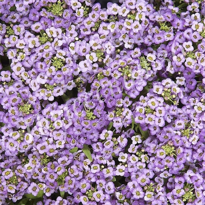 Алиссум фиолетовая королева
