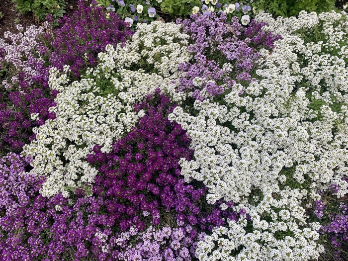 Алиссум лобулярия каменник