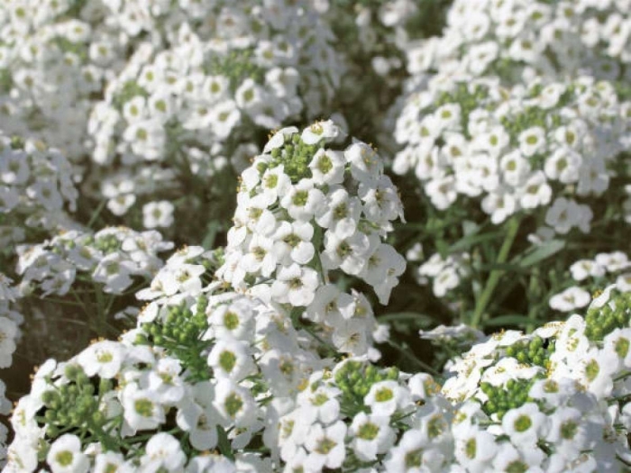 Алиссум вондерленд вайт