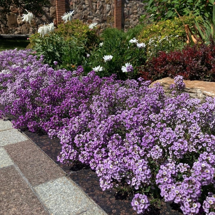 Алиссум фиолетовая волна