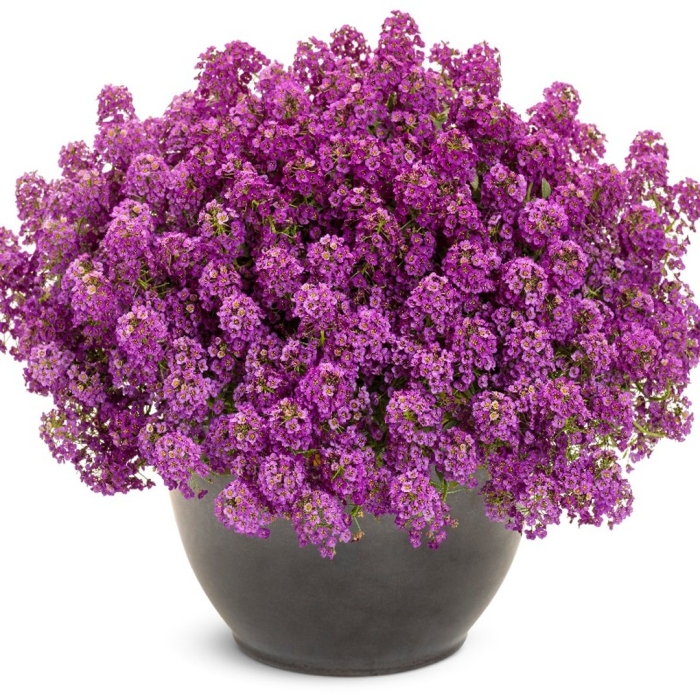 Алиссум фиолетовый