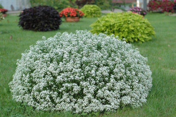 Алиссум принцесса сноу