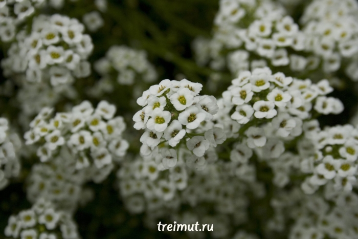 Алиссум биг джем