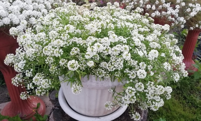 Алиссум сноу принцесс