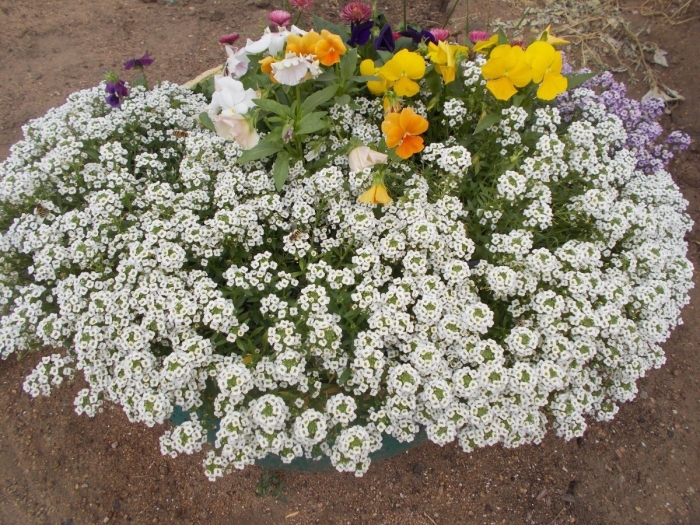 Алиссум цветы многолетники