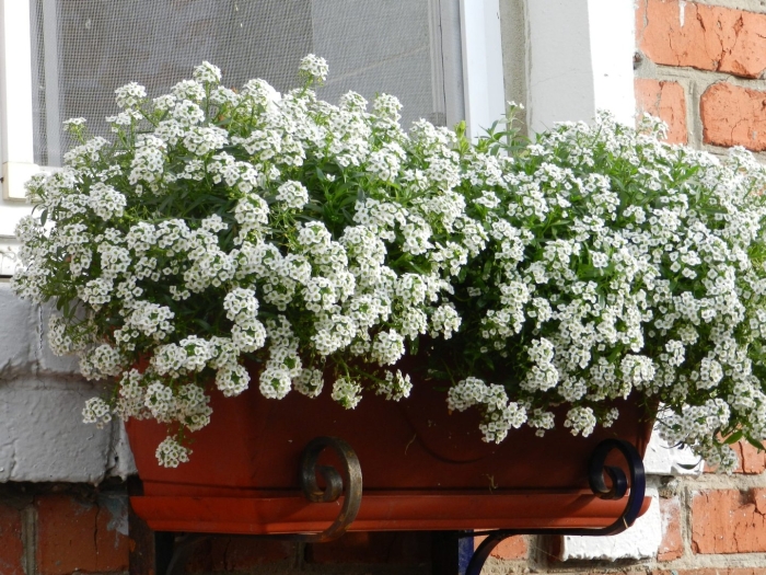 Алиссум клеа