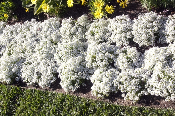 Алиссум лобулярия каменник