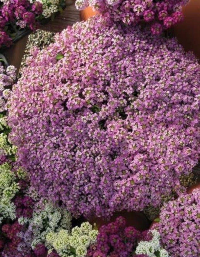 Алиссум wonderland pink