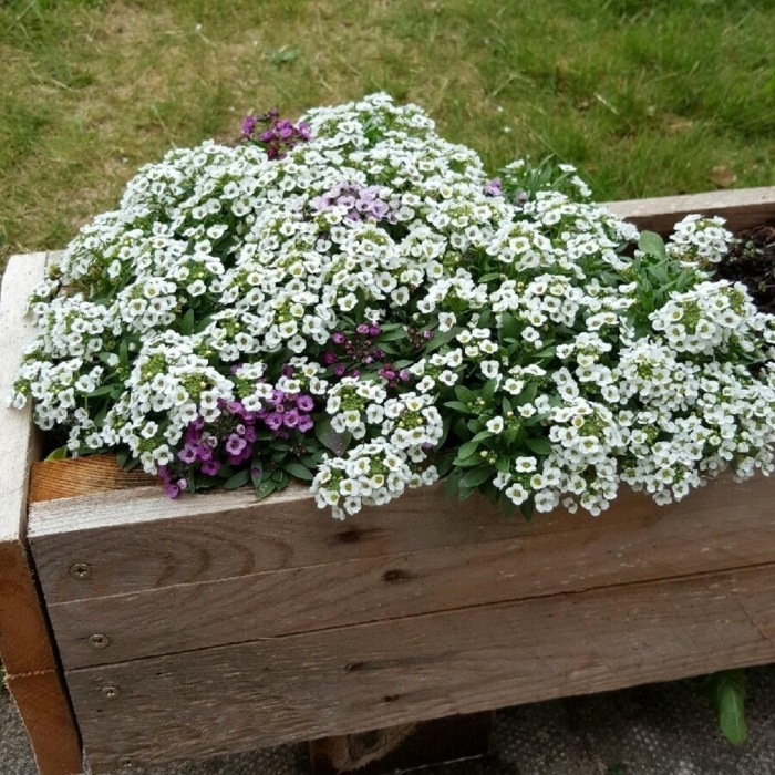 Лобулярия приморская алиссум