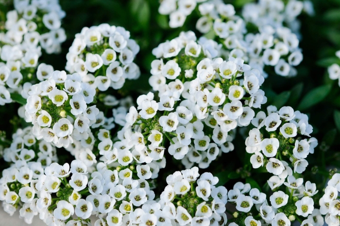Цветок алиссум
