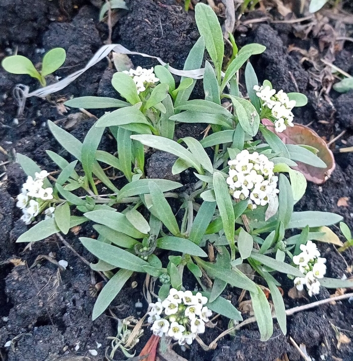 Лобулярия выращивание