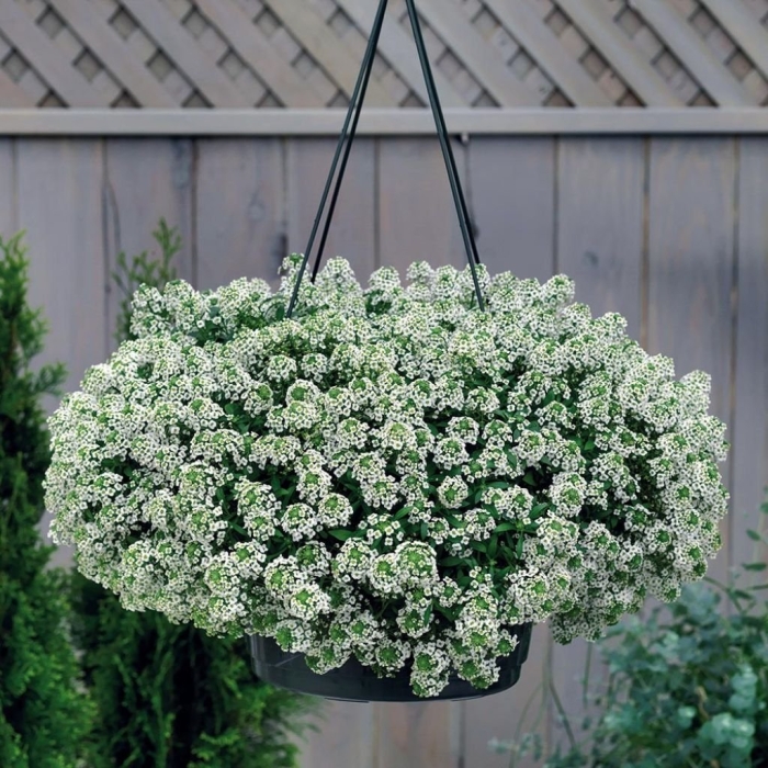 Алиссум многолетний посадка