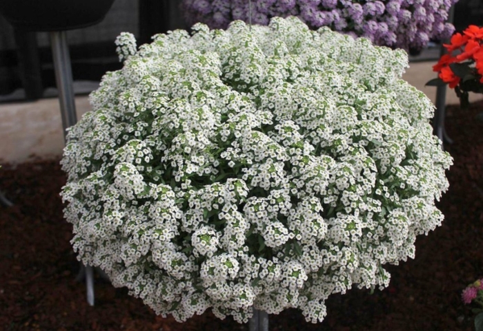 Алиссум вегетативный сноу принцесс