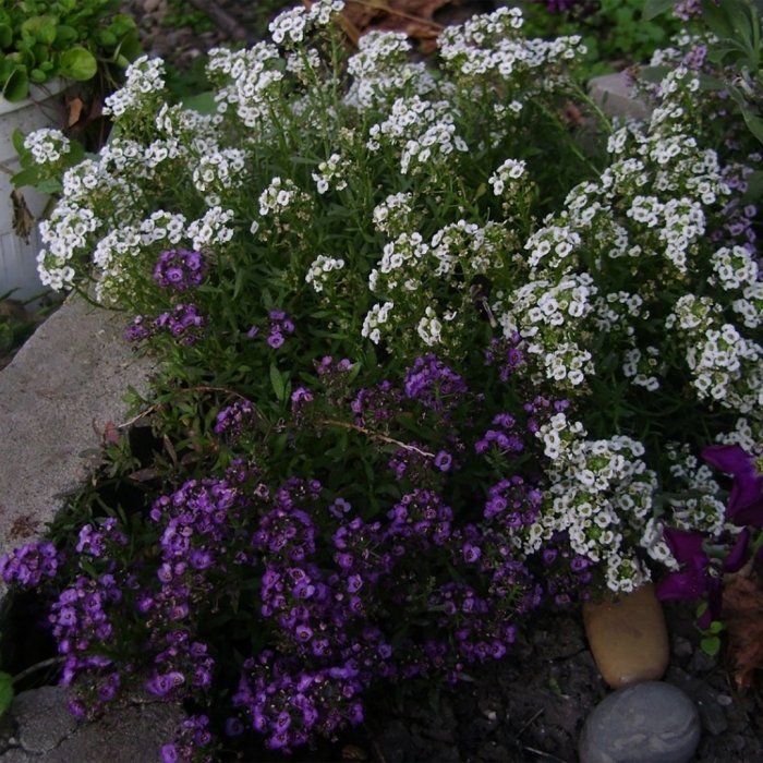 Алиссум лобулярия каменник