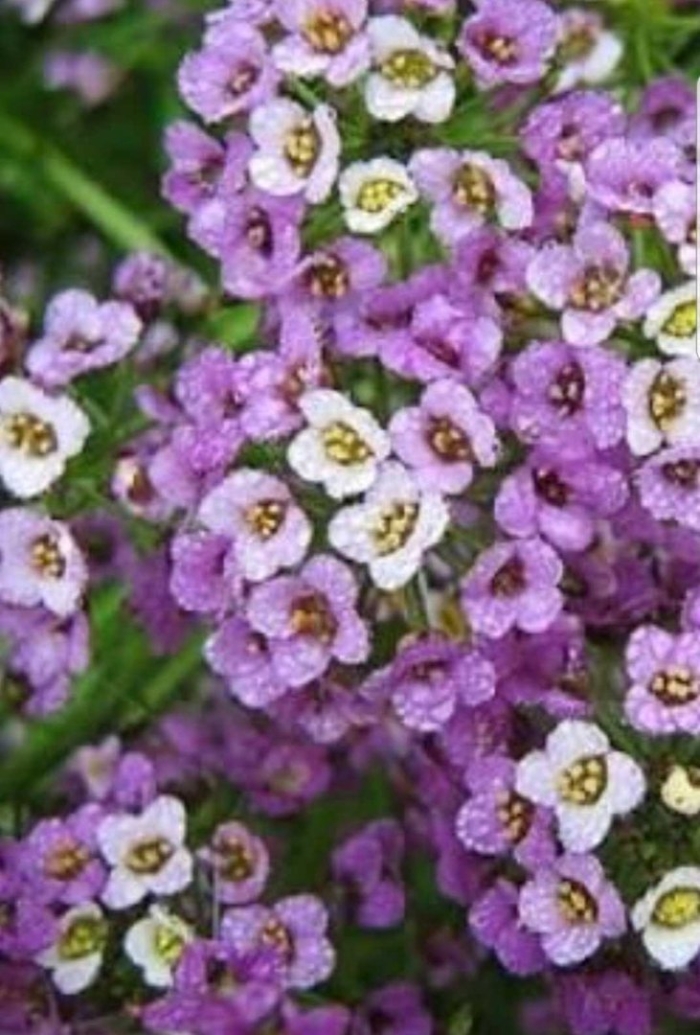 Алиссум sweetness blue