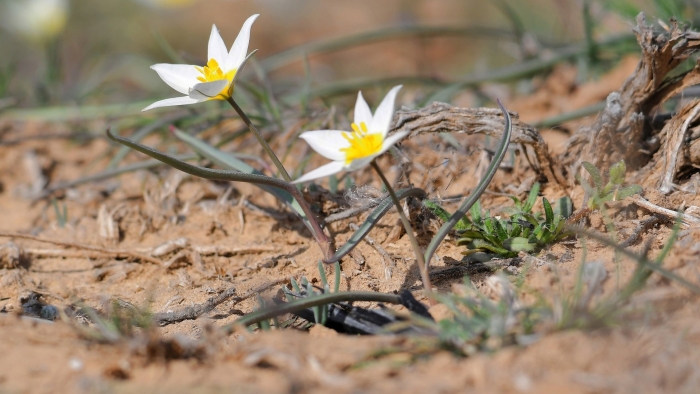 Тюльпан двуцветковый астраханская область
