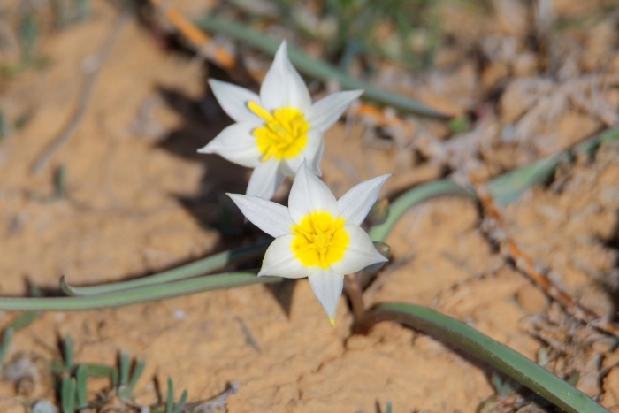 Степной тюльпан