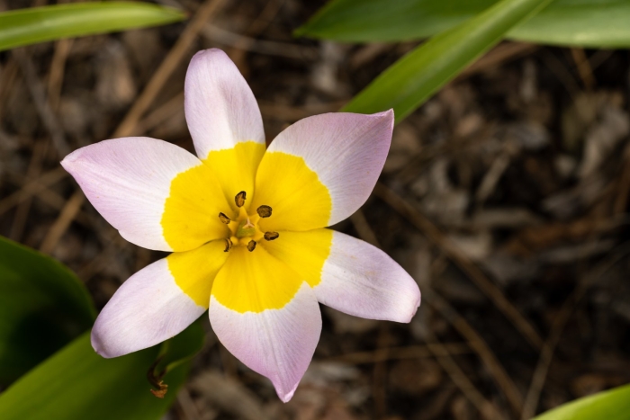 Tulipa saxatilis