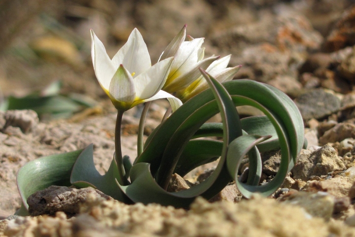 Tulipa bifloriformis
