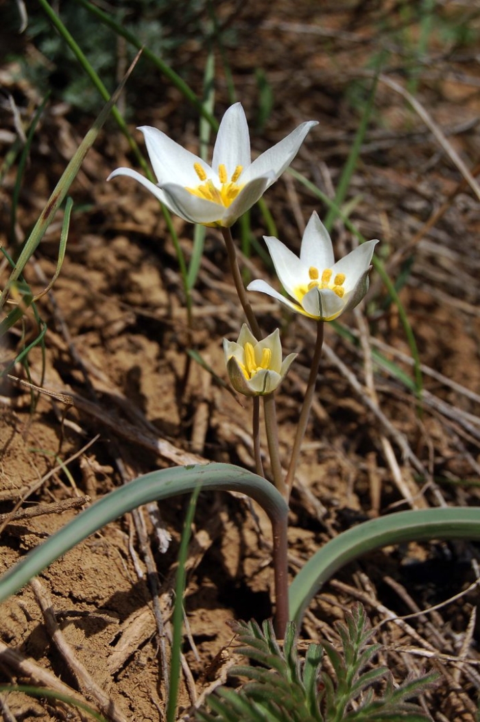 Тюльпан двухцветковый