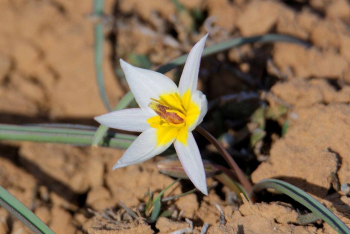 Тюльпан ботанический туркестанский