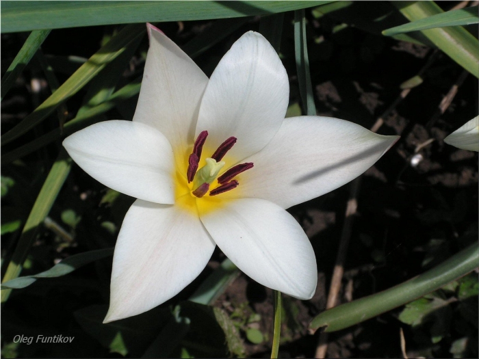 Tulipa clusiana