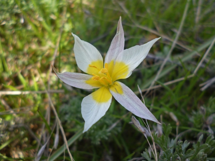 Тюльпан двухцветковый в крыму