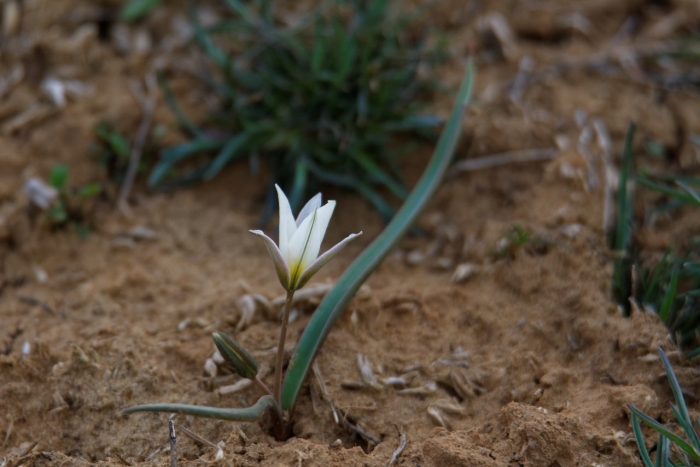 Тюльпан ботанический туркестанский