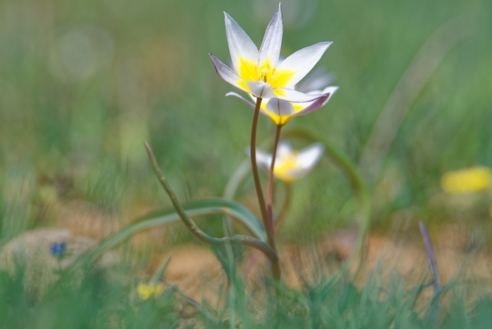 Тюльпан двухцветковый