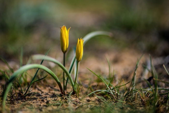Дикие тюльпаны степные биберштейна