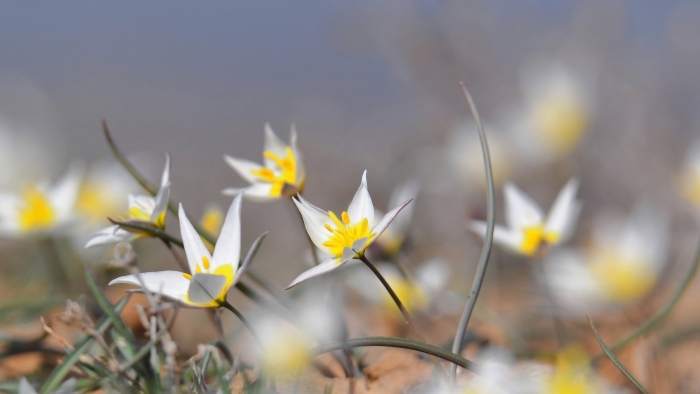 Степные подснежники казахстана