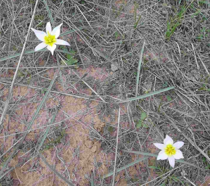 Тюльпан двухцветковый