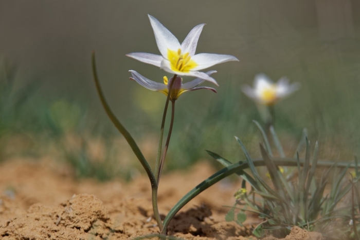 Тюльпан двуцветковый крым