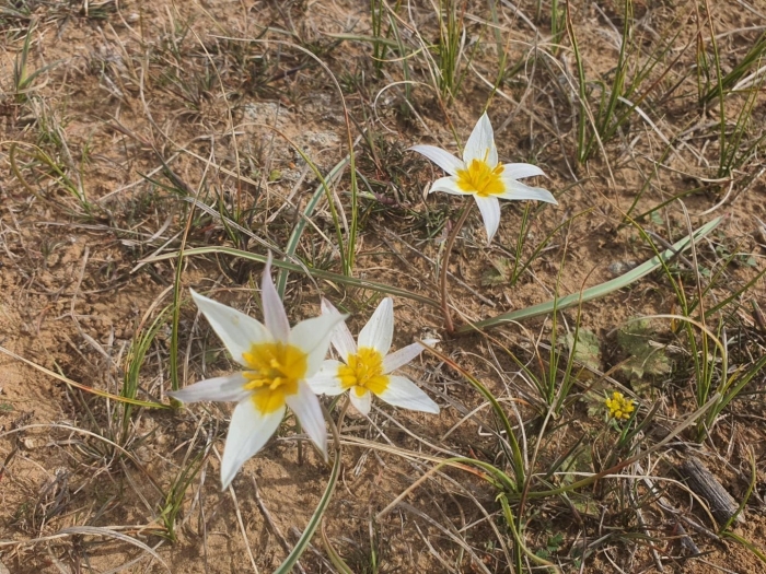 Тюльпан биберштейна в калмыкии